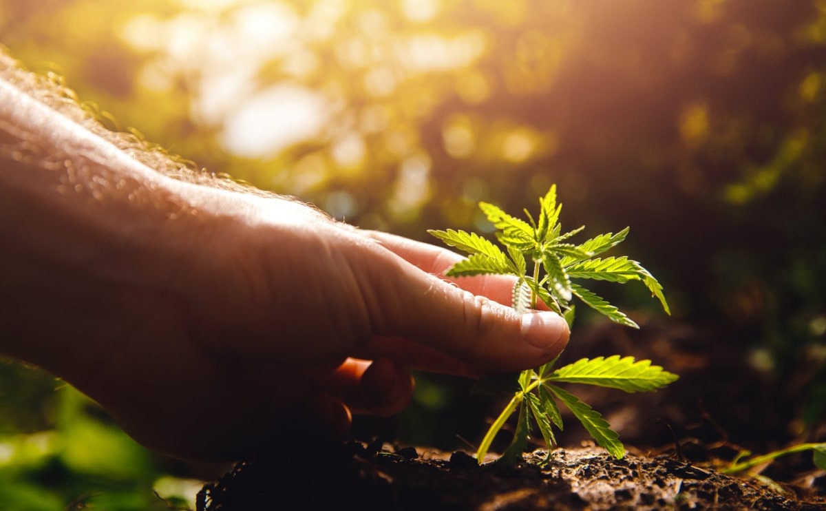 medical marijuana blog img 1