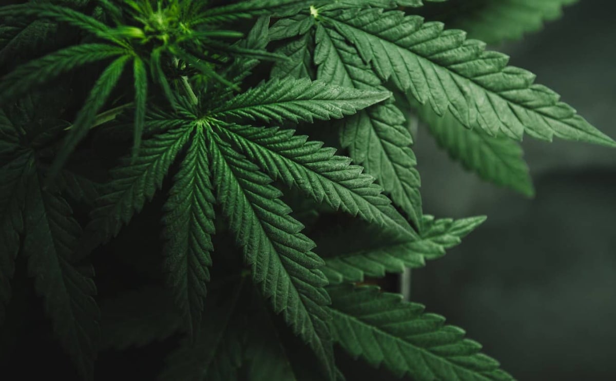 medical marijuana blog img 4