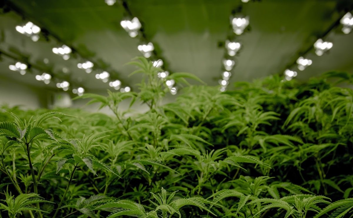 medical marijuana blog img 5