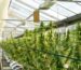 medical marijuana blog img 7