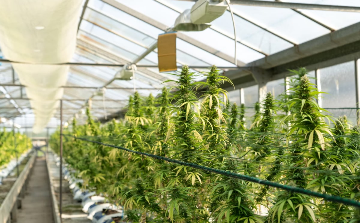 medical marijuana blog img 7