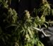 medical marijuana blog img 9