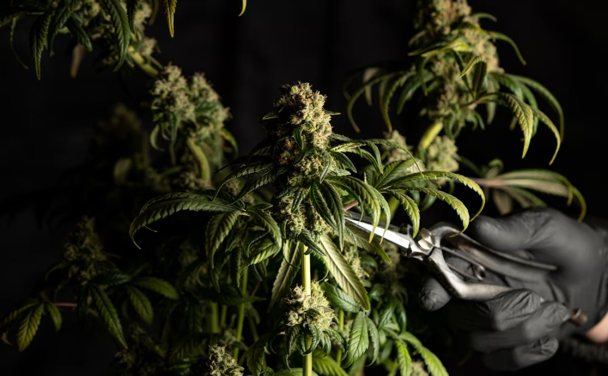medical marijuana blog img 9